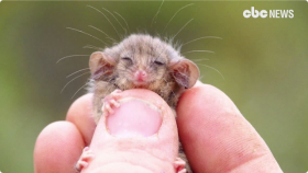 '손톱 훔쳐먹었나 리틀쥐' 주머니 쏙(World's smallest possum species feared diminish from fires...)