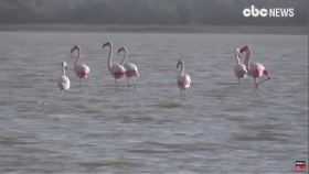 '핑크 플라밍고'들의 아름다운 날개짓을 보셨나요?! (Pink flamingos pay a rare visit to northern Crimea)
