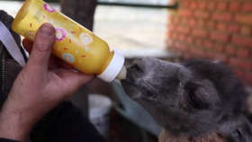 어미잃은 새끼 라마 사육사 손에 자라 건강하게 무리속으로(Orphaned baby llama joins herd at Skopje zoo)