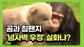 곰과 침팬지, 종을 뛰어넘은 우정 '이목집중' … 어떻길래?