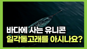 '바다에 사는 유니콘' 일각돌고래를 아시나요?
