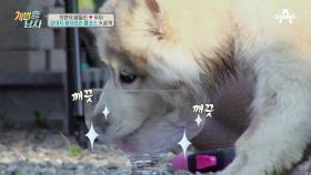 (犬전용 특별식) 뚜이 '100일맞이', 분자요리 풀코스 공개!