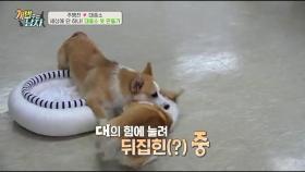 대중소의 잔혹한 犬왕좌의 게임 재연?!