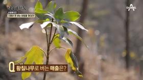 산에서 연 매출 2억?! ‘돈 버는 나무’의 정체는?