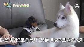 '막으려는 인간 VS 뚫으려는 犬' 이대로 만두에게로 간다! (by.뚜너자이저)