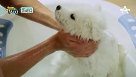 [선공개]씻기기 힘든 방수털을 가진 수호 목욕 시키기!