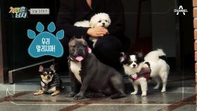 강집사와 함께 운동을! 4犬 다이어트 대작전