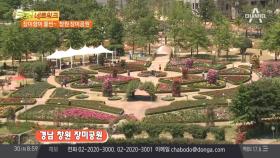 장미향이 물씬~ 창원 장미공원