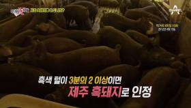 흑돼지 개량은 이미 오래전부터 시작됐다?! 종돈개량의 실체 공개!