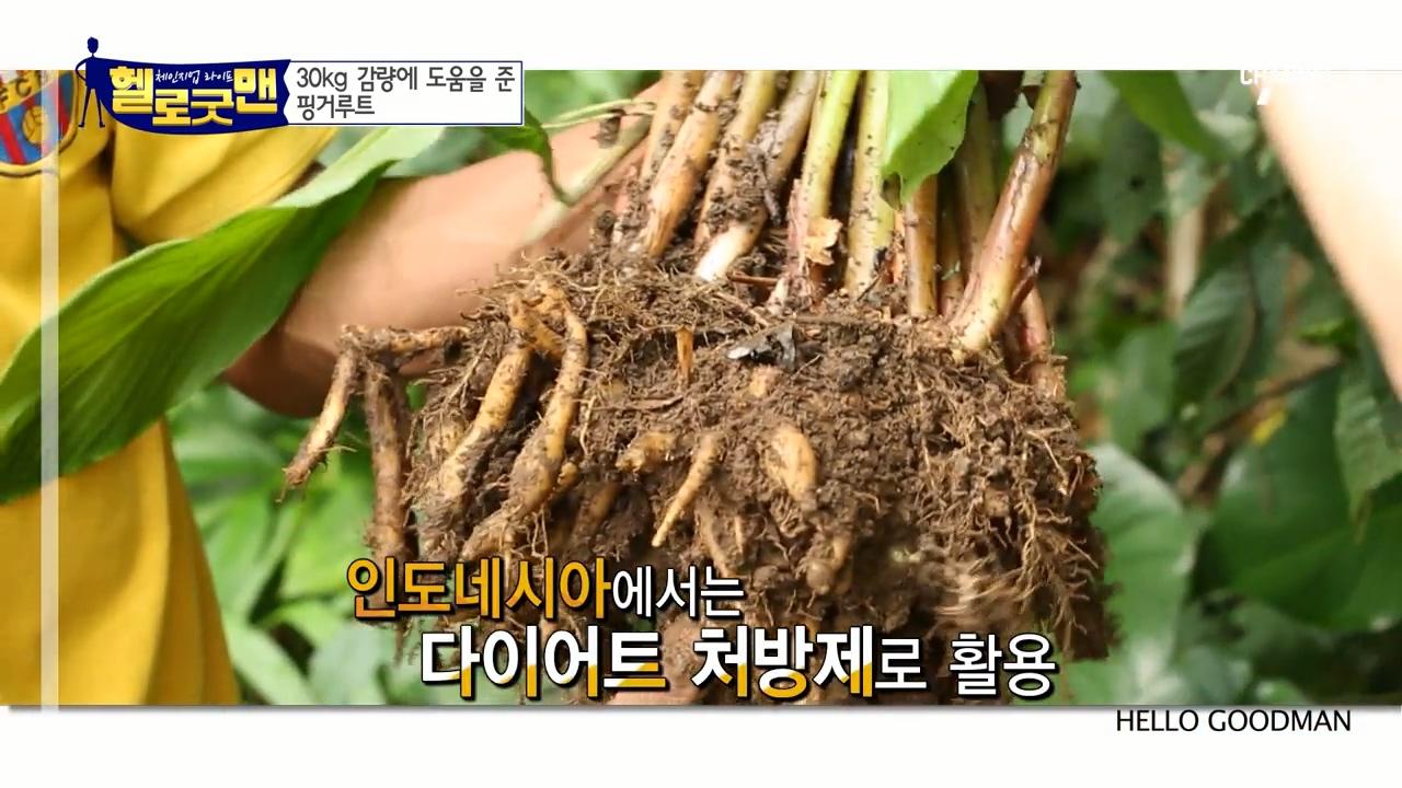 인도네시아 다이어트 특효약 ‘핑거루트’! 판두라틴 성분으로 지방 잡자 | ZUM TV
