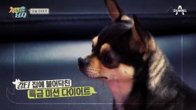 4犬들 개신나♬ 잠만자던 견들 맞나요?