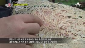 시중 판매되는 뱅어포의 정체는?! 어종 판별 DNA 검사 결과 공개!