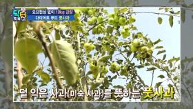 요요는 없다! 그 비밀은? 이번엔 ‘풋사과’다!