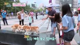 청계천에 뜬 대중소! 인기犬 대세犬 국민犬 등극?!