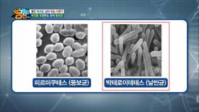 뚱보균과 날씬균의 전쟁!? (엉엉) 내가 살찐 이유는 다 뚱보균 탓이야!