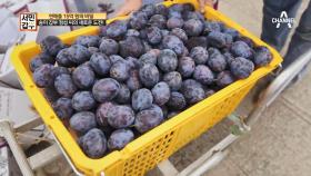 [송이 갑부의 영업 비밀③] 한 우물말고 여러 우물! 아이디어를 내 수익구조를 극대화하라