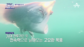 [선공개] 초비상사태! 알래스카 대홍어 도주 사건