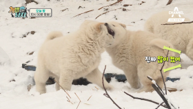 [예고] 삼둥이를 부탁해~ 소영이 새 가족 만나는 날!