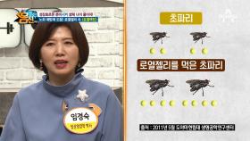 혈압,치매,항암에 도움되는 로열젤리의 항노화 성분!