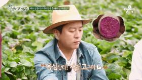 생으로 먹었을 때 어떤 고구마가 제일 맛있을까?