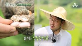 우리나라의 땅콩 종류는 몇가지나 될까?