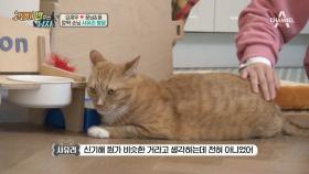고양이와 친해지려면 ‘엉덩이’를 공략하라?! 김재우의 #집사되는길