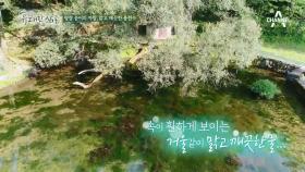 평창 송어의 자랑, 맑고 깨끗한 용천수