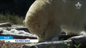 폭염에 화상 입을라…신발 신은 경찰견