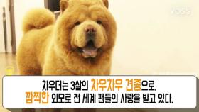 곰인형이야? 인기폭발 차우차우