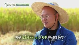 강화도 쌀이 맛있는 이유?!