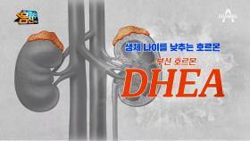 읭? 내 몸속 노화를 막아주는 호르몬이 있다?