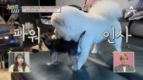 [선비犬 클래스] 강타 하우스에 나타난 활짝&피움이! 오자마자 배변훈련 끝!