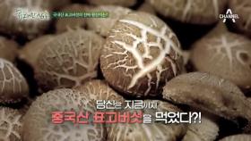 지금까지 중국산을 먹었다?! 국내산 표고버섯의 불편한 진실