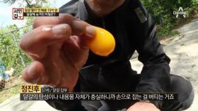 [선공개] 신선한 달걀의 숨겨진 비밀