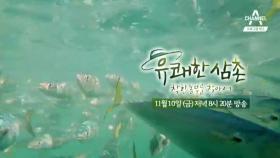 [예고] 고등어마을 욕지도에서 찾은 국민생선 ‘착한 고등어’