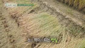 고품질 고시히카리를 찾아서