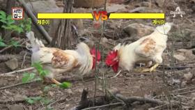 [선공개] 닭들이 싸운 이유는?