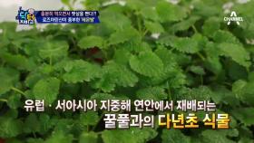 지방세포 줄여주는 '레몬밤'! 다이어트에 좋은 '로즈마린산'은 무엇?!