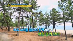 강릉에서 힐링하자~! 피톤치드 가득한 힐링의 시간 '강릉 해송숲'