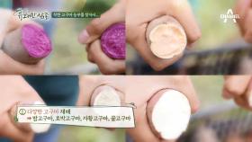 전격 탐구! 고구마 사기 전 확인해야 할 고구마 별 특징은?