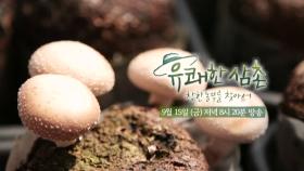 [예고] 직접 배지를 만들어 버섯을 키우는 착한 버섯 농부!