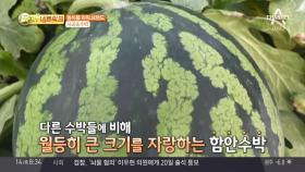농식품 파워 브랜드 ② 대한민국 최고의 수박 나야나♬ 함안 수박
