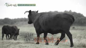 제주도엔 검은 소가 살고 있다? 오늘날의 흑우가 존재하는 이유