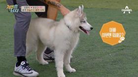 어질리티 테스트 가뿐히 통과☆ 천재犬 뚜이에겐 식은 개밥 먹기^_^