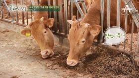 소도 먹을 권리가 있다! 전통 방식으로 여물을 끓여 먹인 ‘화식우’