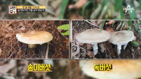 갑부의 사업 실패를 위로해준 산과 송이버섯! ‘꿀팁’ [송이와 독버섯 구별법]