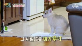 '이제 말할 수 있다!' 개밥남 식구들의 뒷이야기! #똥뚜이 #피움이_쌍수실패(?)