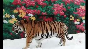 “北 백두산 호랑이도 남으로”…휴전선 넘을까?