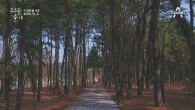 우와, 진짜 좋다- 별마루 가는 길 #송호관광지 #소나무숲