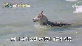 (두근두근♡) 犬생 첫 바다에 간 뚜이! #수영천재犬들의_모임!